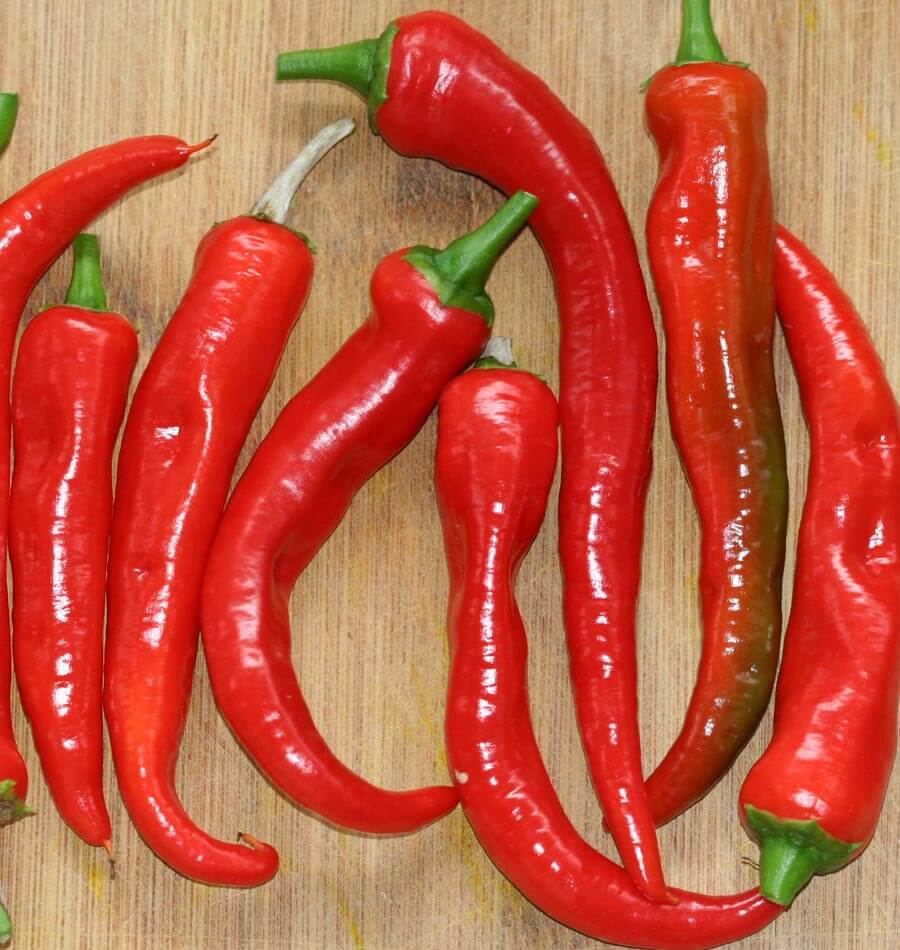 Arapaho Hot Pepper Seeds – Compact Plants for Early Maturing High Yields of Flavorful Peppers 0