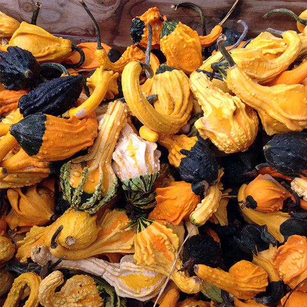 Astonishing Autumn Decorative Gourds – Unique Swan Shape for Vibrant Fall Home and Farm Stand Decor 0