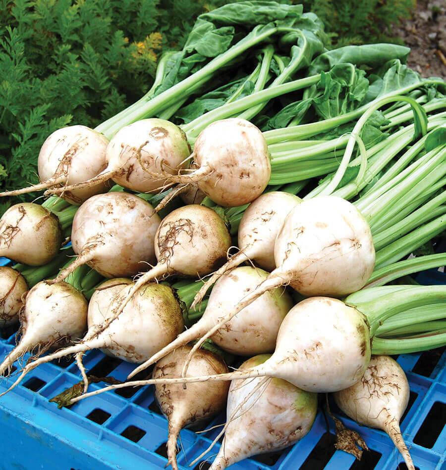 Avalanche Vegetable Seeds – Pure White Beets for Unique Dishes with Mild Flavor 0