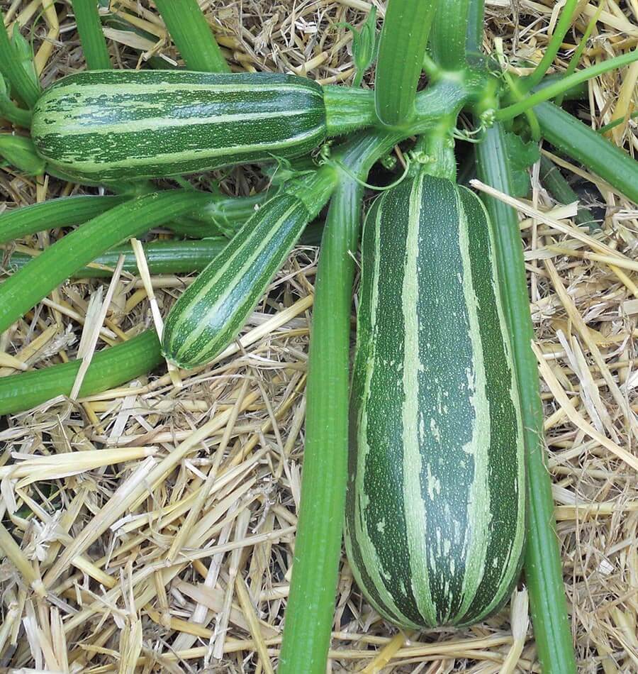 B Bush Baby F1 Marrow Seeds – Compact Variety for Home Gardeners 0