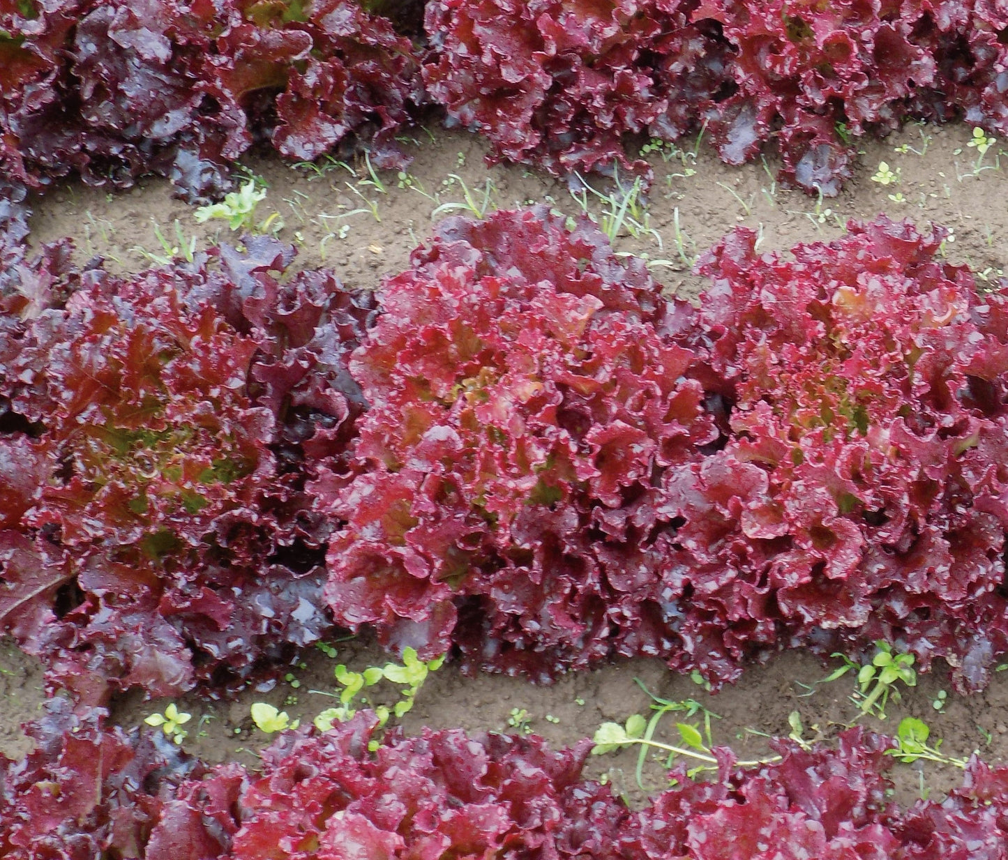 Brentwood Organic Lettuce – Flavorful Red Ruffled Leaves for Fresh Salads 0