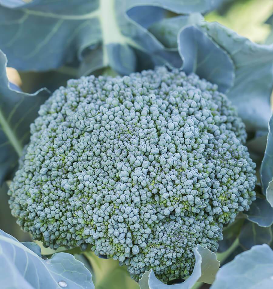 Brocchi Home Garden Seeds – Organic Heirloom Vegetable Variety For Abundant Sideshoots & Fast Harvest 0