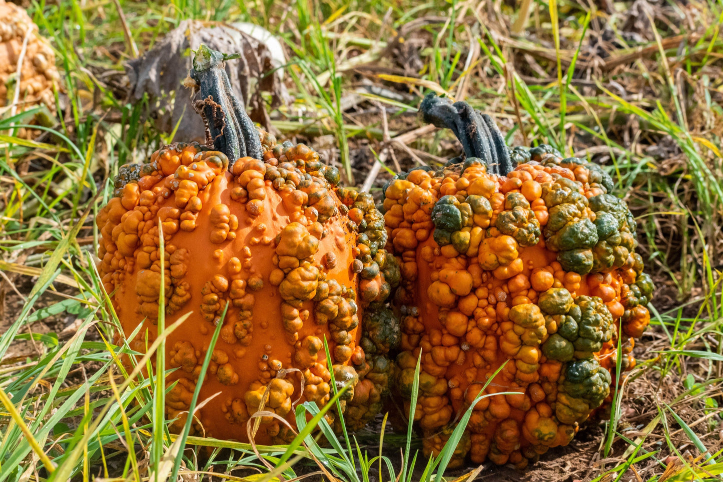 Bumpy Kids' Decorative Pumpkin – Unique Warty Texture for Fun Autumn Displays 2