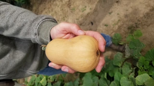 Buzzy Home Gardeners' Organic Mini Butternut Squash – Early Maturity with High Yields 3