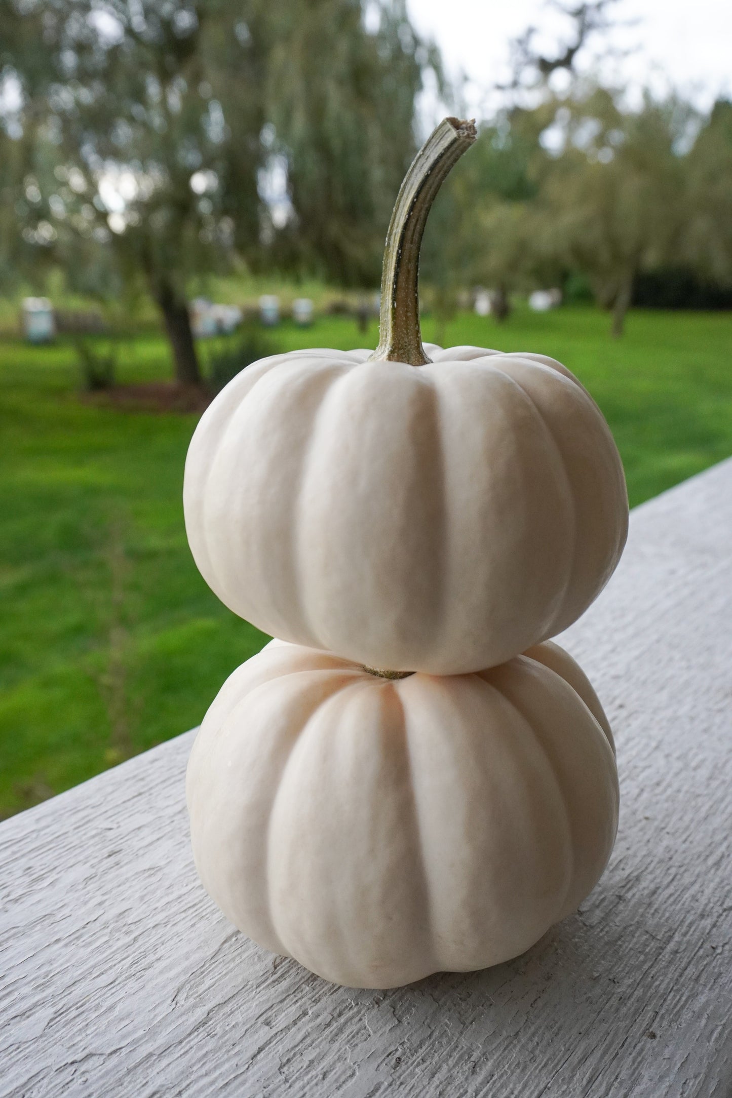 Clever Casperita Petite White Pumpkins – Charming Fall Decor for Indoor and Outdoor Displays 2