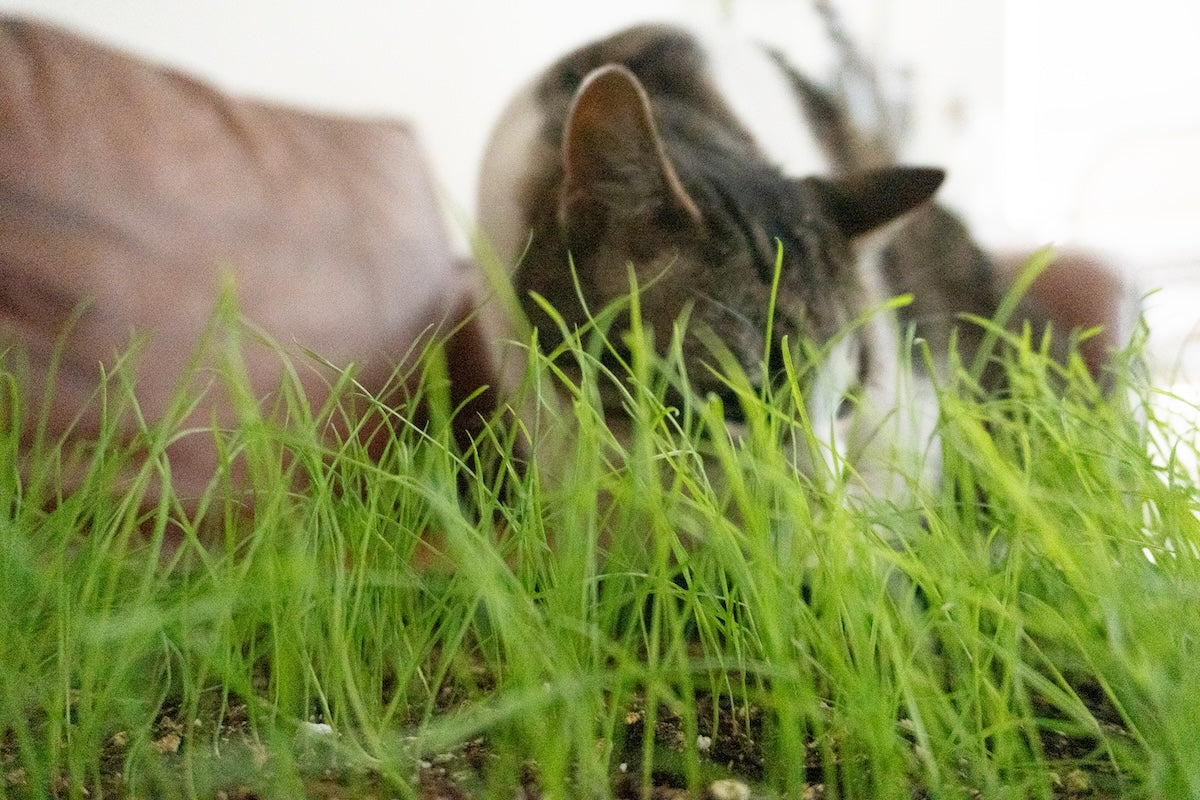 Clever Cat Grass Indoor Plant – Safe and Nutritious For Pets 2