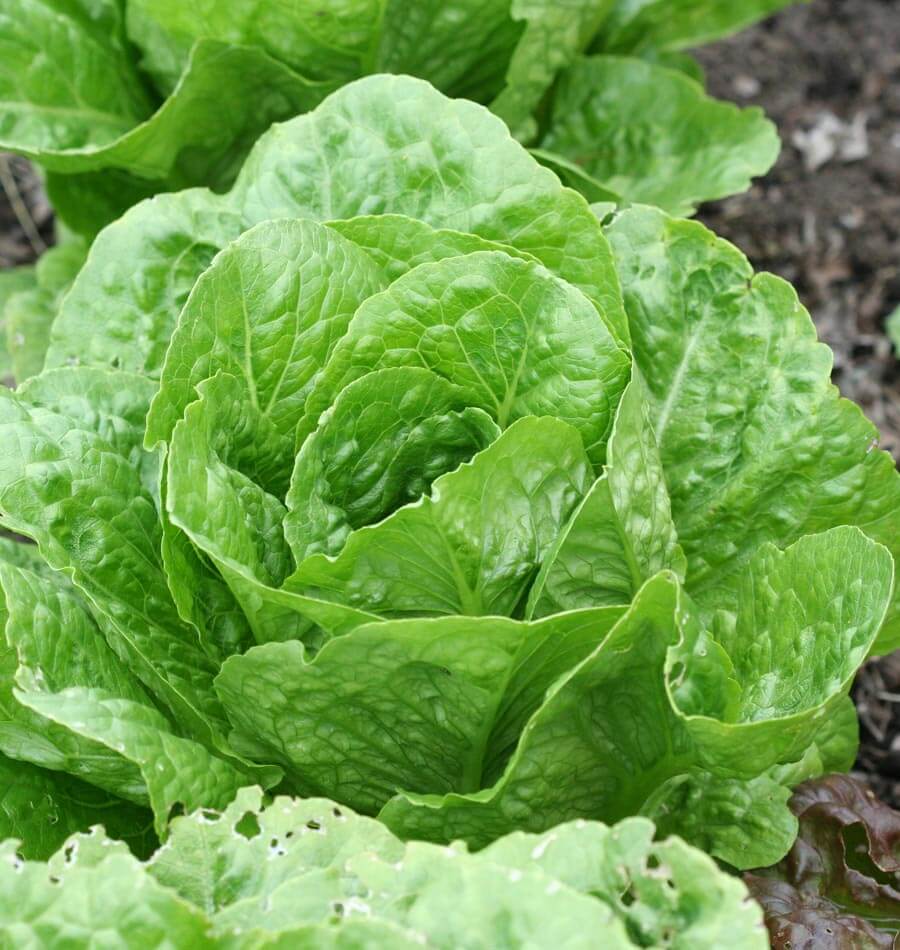 Crisp Coastal Star Organic Romaine Lettuce ā Early Maturing, Disease-Resistant Variety for Fresh Garden Salads 0