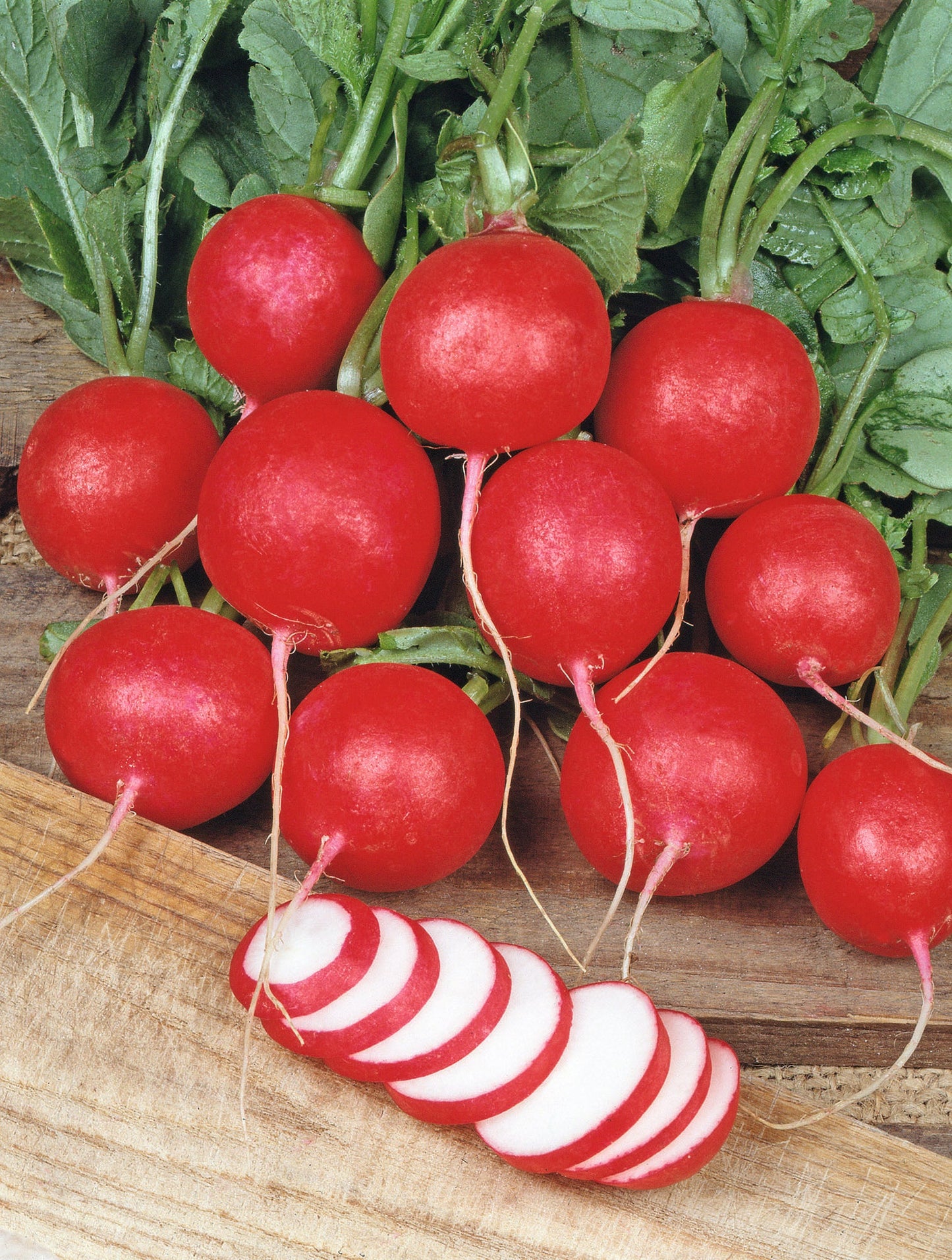 Crispy Classic Seed Tape – Effortless Planting For Quick Harvests of Red Radishes 0