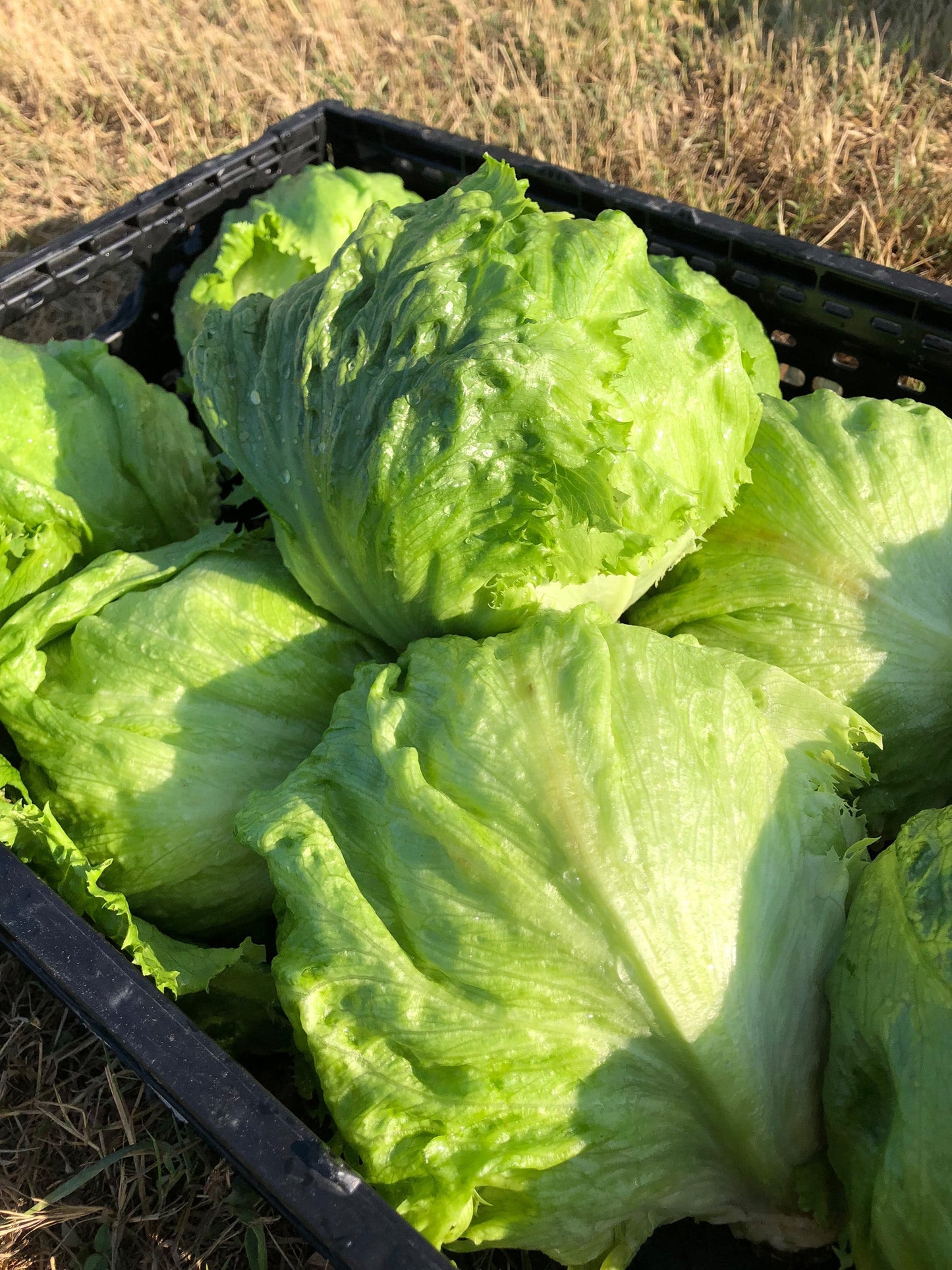 Crispy Gardeners' Calmar Lettuce – Easy to Grow Iceberg Variety with Refreshing Crunch for Summer Salads 4