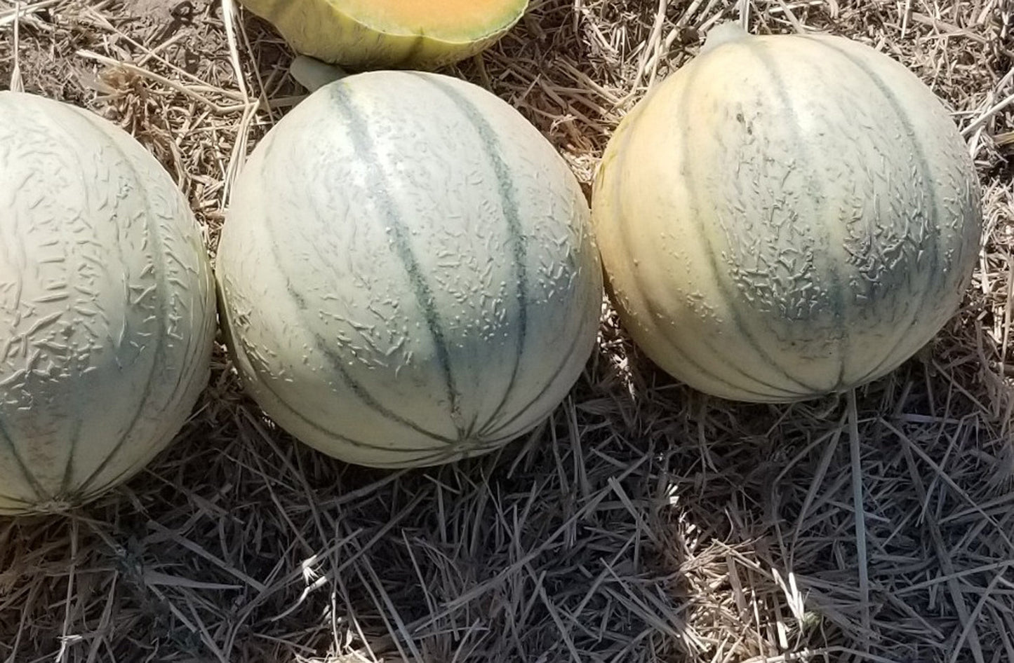 Dazzle Charentais Melon – Sweet Aromatic Fruit for Refreshing Summer Treats 0