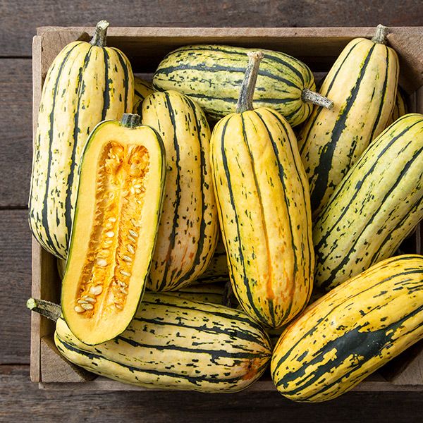 Dazzling Delicata Squash Plant – Organic Compact Growth with Sweet Flavor for Quick, Healthy Meals 0