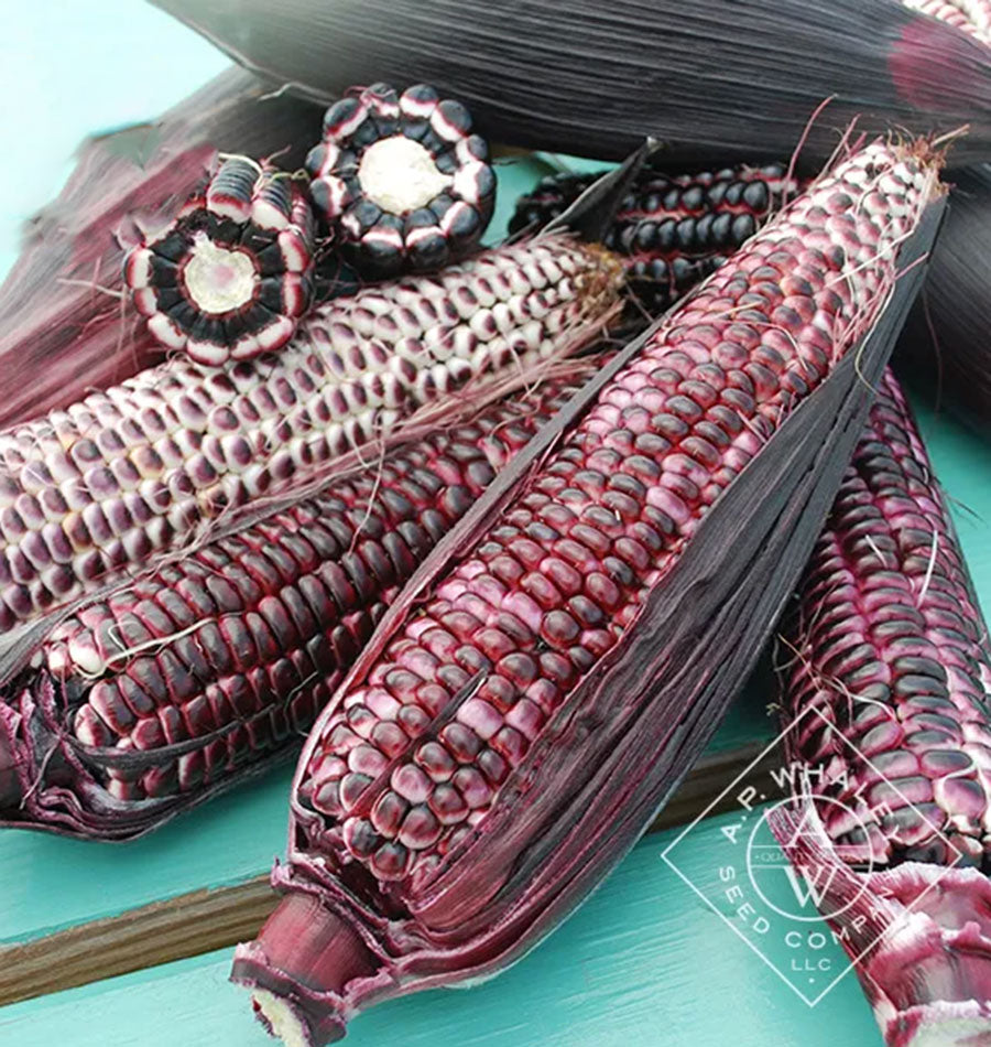 Dazzling Garden Edible Corn – Vibrant Red Kernels with Sweet Flavor for Ornamental and Culinary Use 0