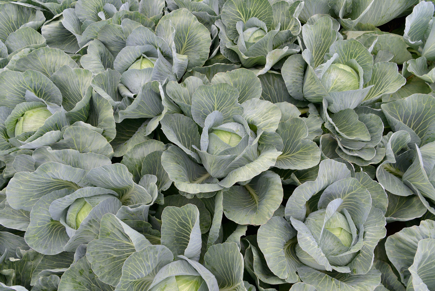 Eager Cabbage Seeds – Late Season Variety for Long-Term Storage and Thrips Resistance 0
