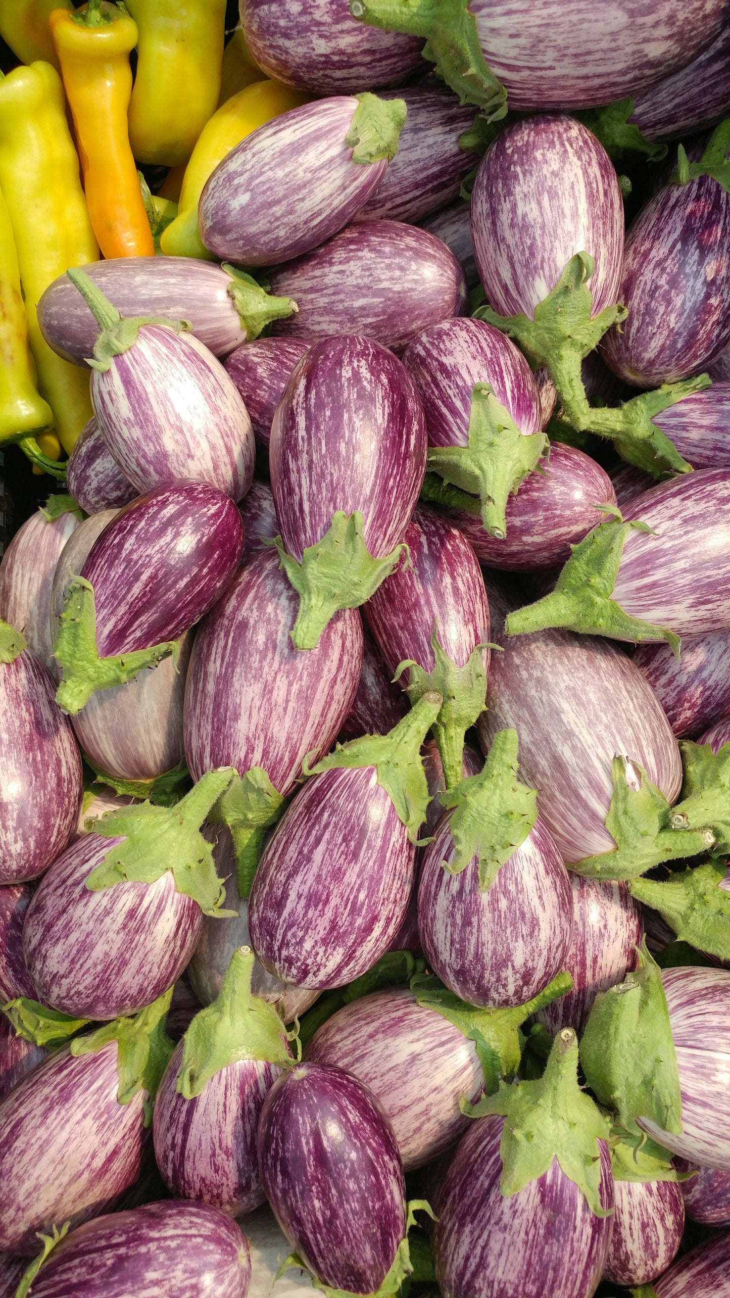 Eager Eggplant Seeds – Vibrant Purple and White Speckled Fruits for Home Gardens and Culinary Dishes 0