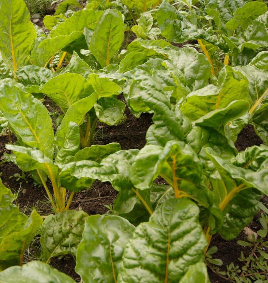 Eldorado Swiss Chard Gardeners Vegetable Seeds – Vibrant Gold Stems with Nutritious Greens 3