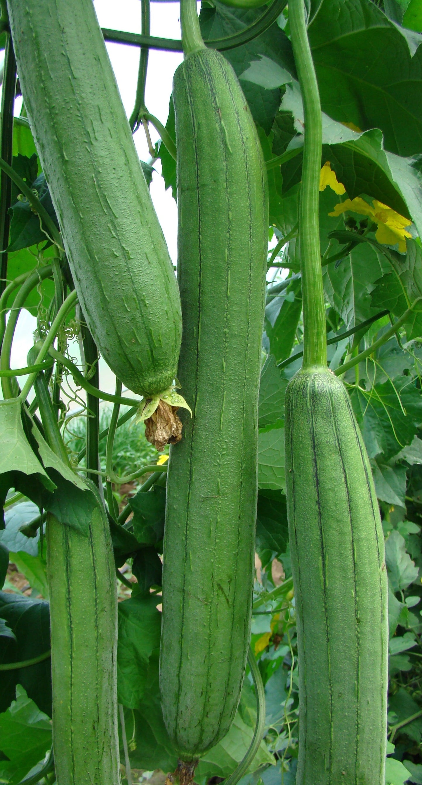 Emerald Vegetable Enthusiasts Gourd – Dual Purpose Fresh Vegetable and Dried Luffa Sponge 1