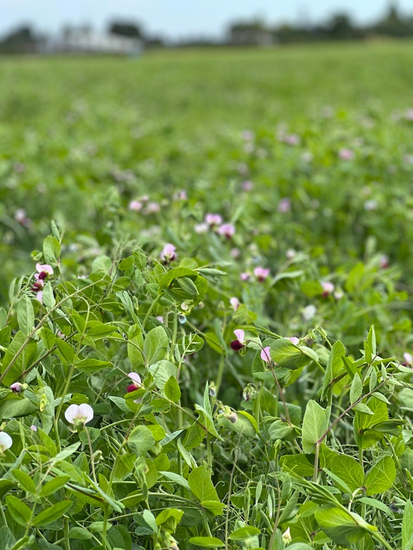 Fabulous Fall Cover Crop Seed – Nutrient-Rich Winter Rye Blend for Soil Enhancement and Weed Suppression 0