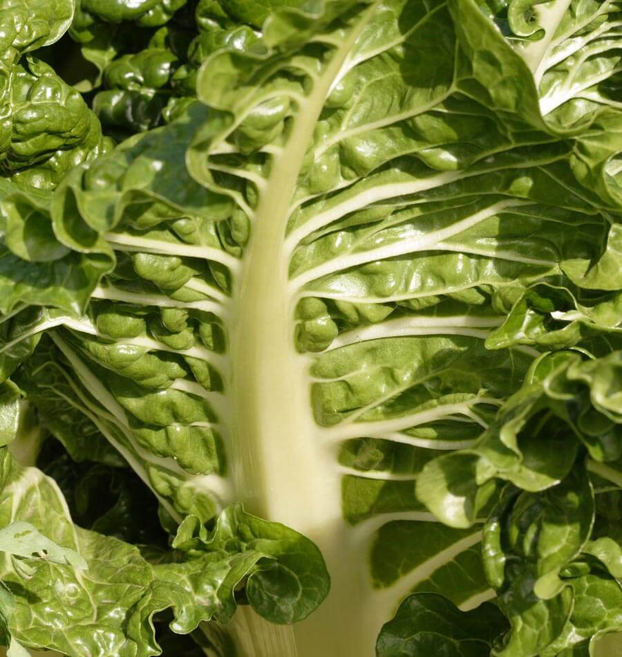Fabulous Fordhook Giant Swiss Chard Seeds ā Versatile Cold-Hardy Variety for Abundant Harvests 3