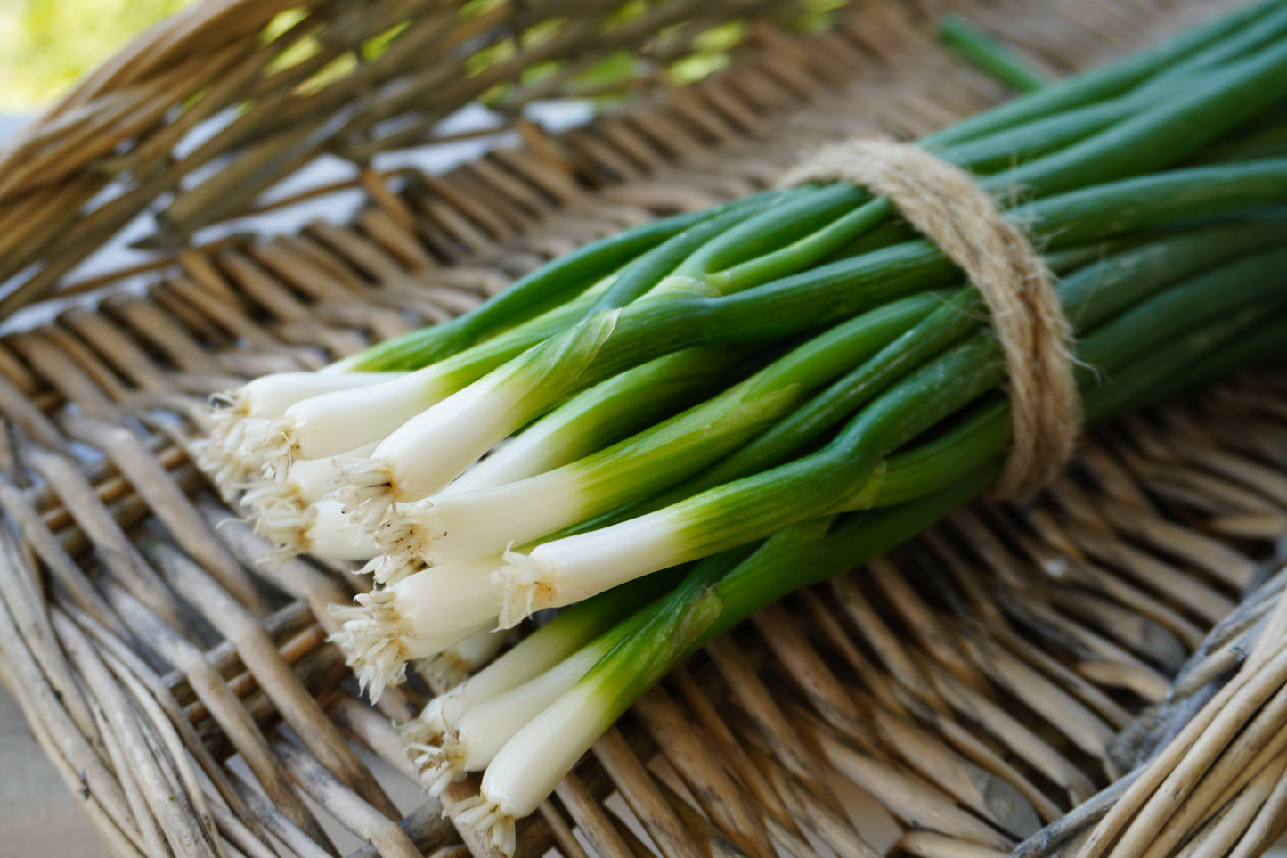 Fabulous Green Onion Seeds – Vibrant Fukagawa Scallions For Easy Growing In Warm Climates 3