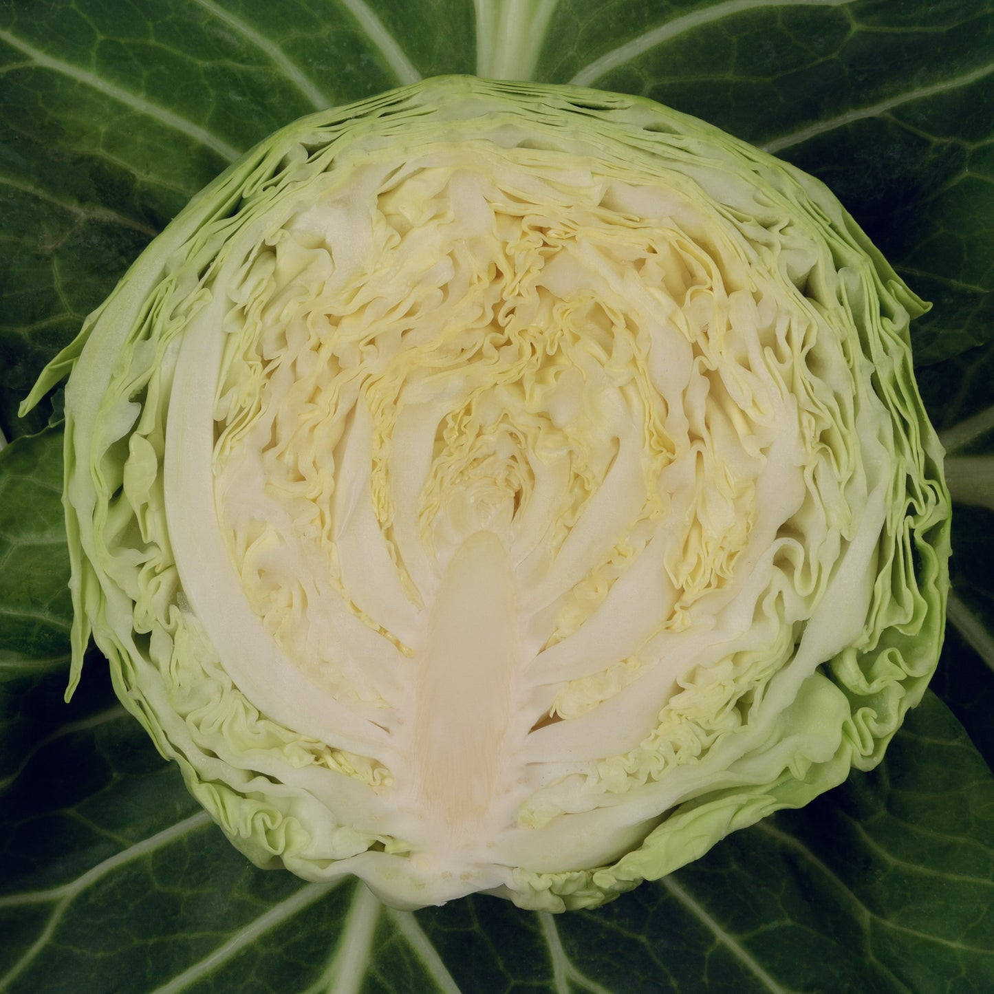 Farao Organic Vegetable Seeds – Easy To Grow, Crunchy Sweet Flavor for Fresh Eating 1