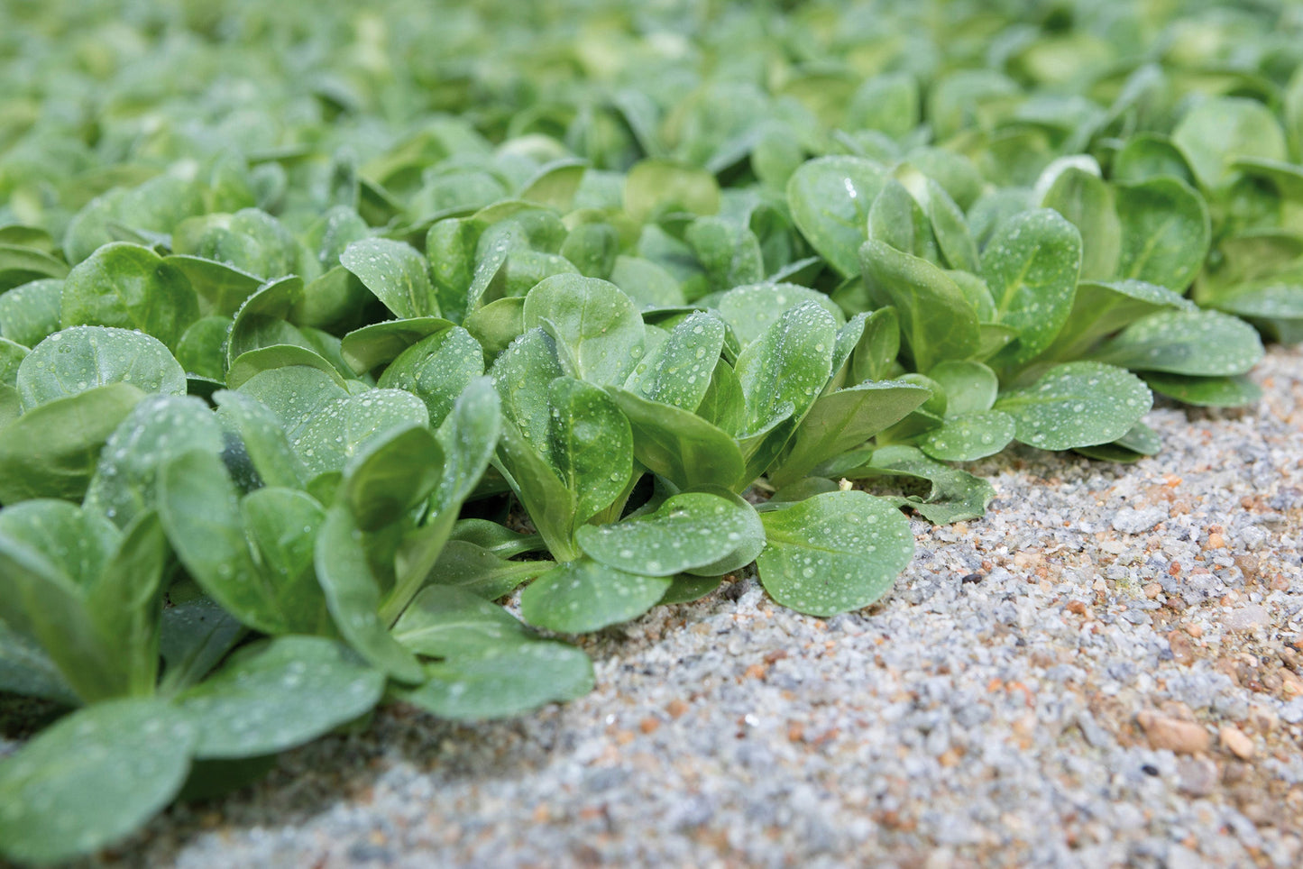 Frosty Salad Greens – Ideal For Winter Harvests Of Fresh Corn Salad – Cold Hardy, Perfect For Nutritious Winter Meals 0