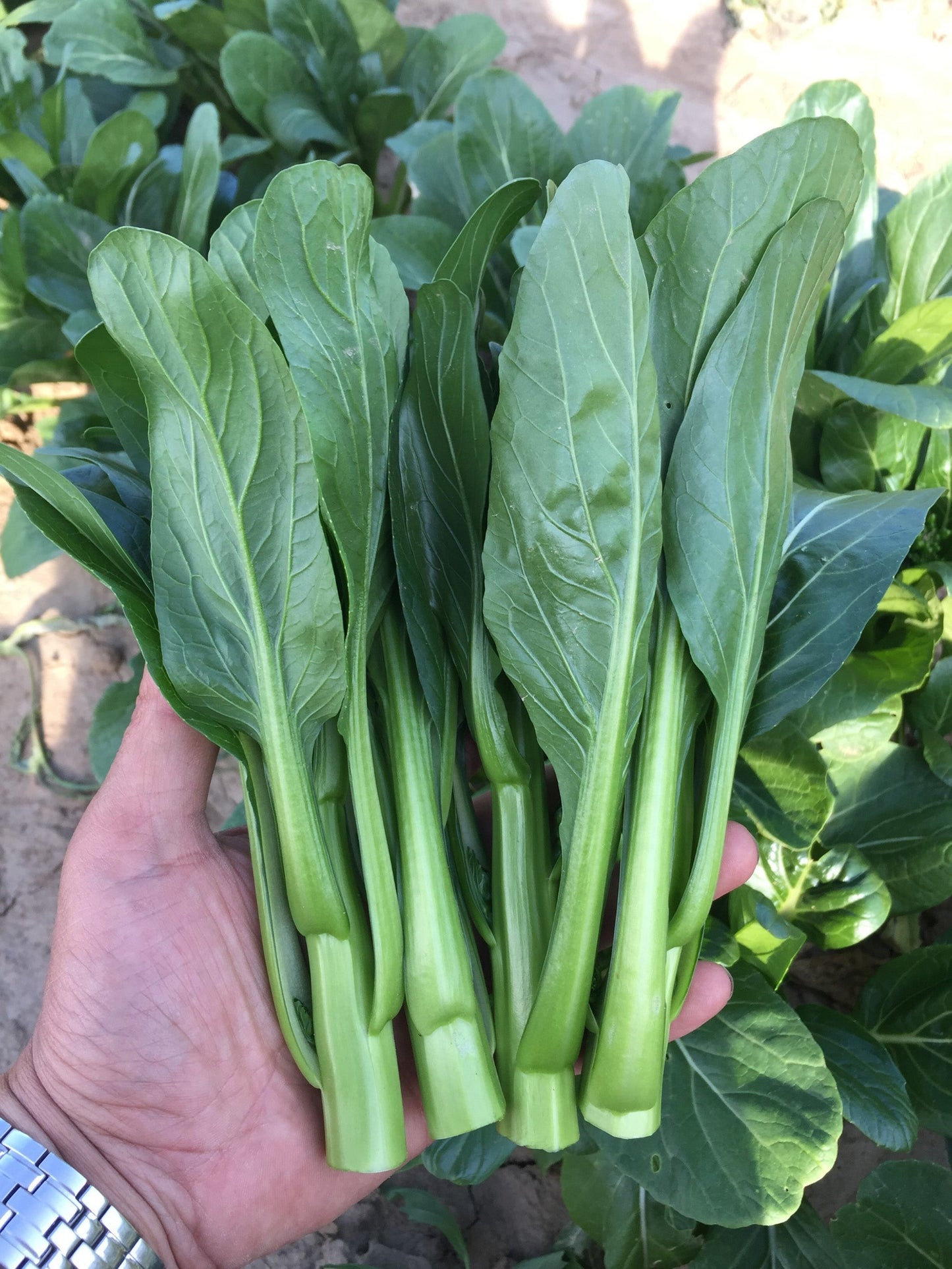 Gina Home Gardeners Green Choi Sum Seeds – Fast Growing, Heat Tolerant Greens for Multiple Harvests 0