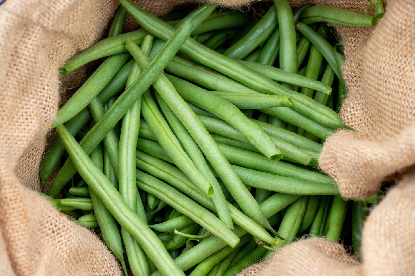 Goliath Organic Bush Beans – Large Tender Pods for Home Gardeners, Disease Resistant for Easy Harvesting 3