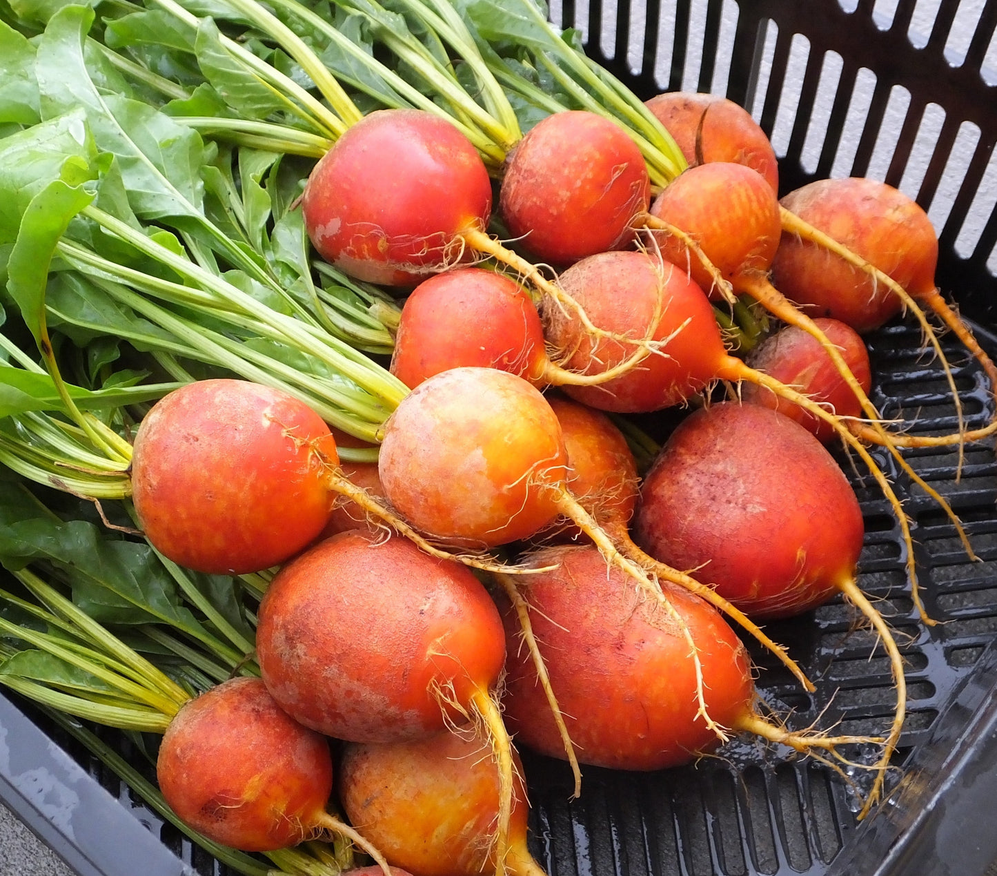 Gorgeous Golden Boy Beet – Vibrant Color and Sweet Flavor for Garden Enthusiasts 4