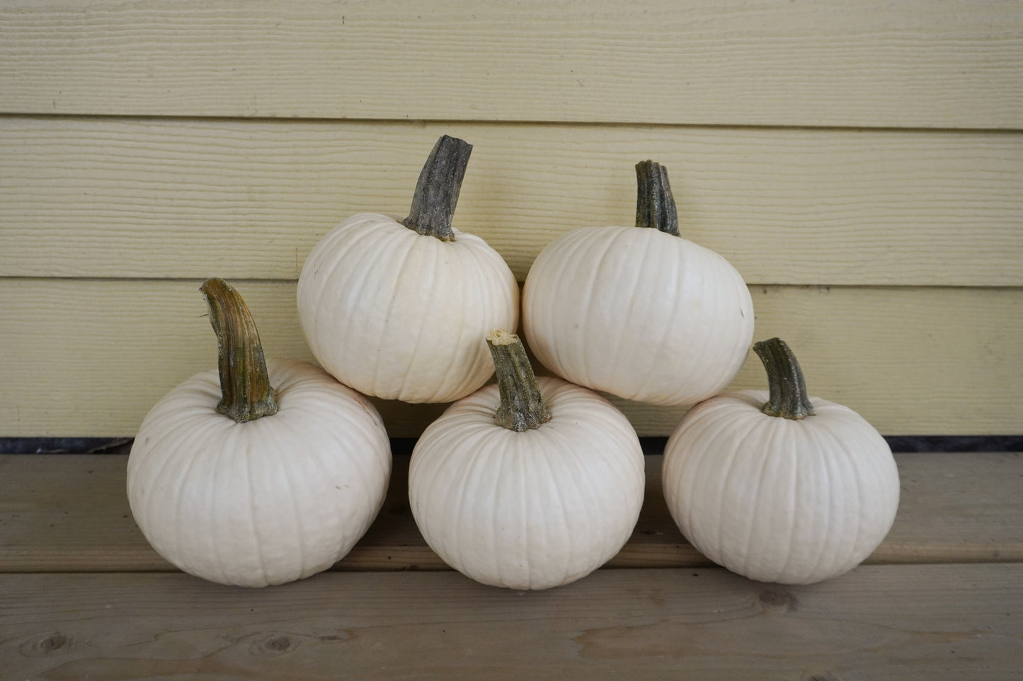 Ivy Kids' Mini White Pumpkin – Adorable Round Shape for Creative Decorating Fun 3