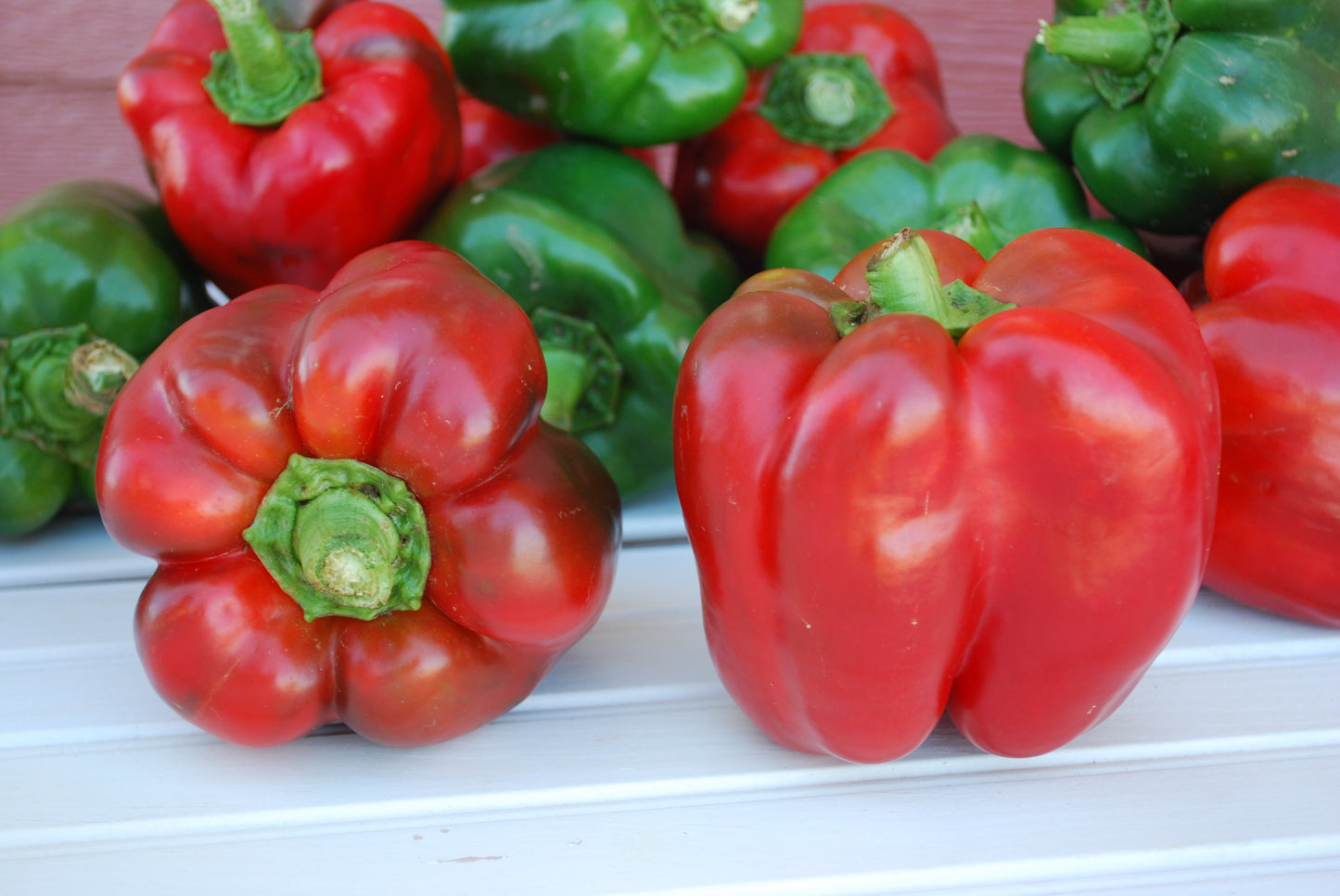KingoftheNorth Organic Bell Pepper Seeds – Ideal for Northern Gardens with Sweet, Blocky Fruits 0