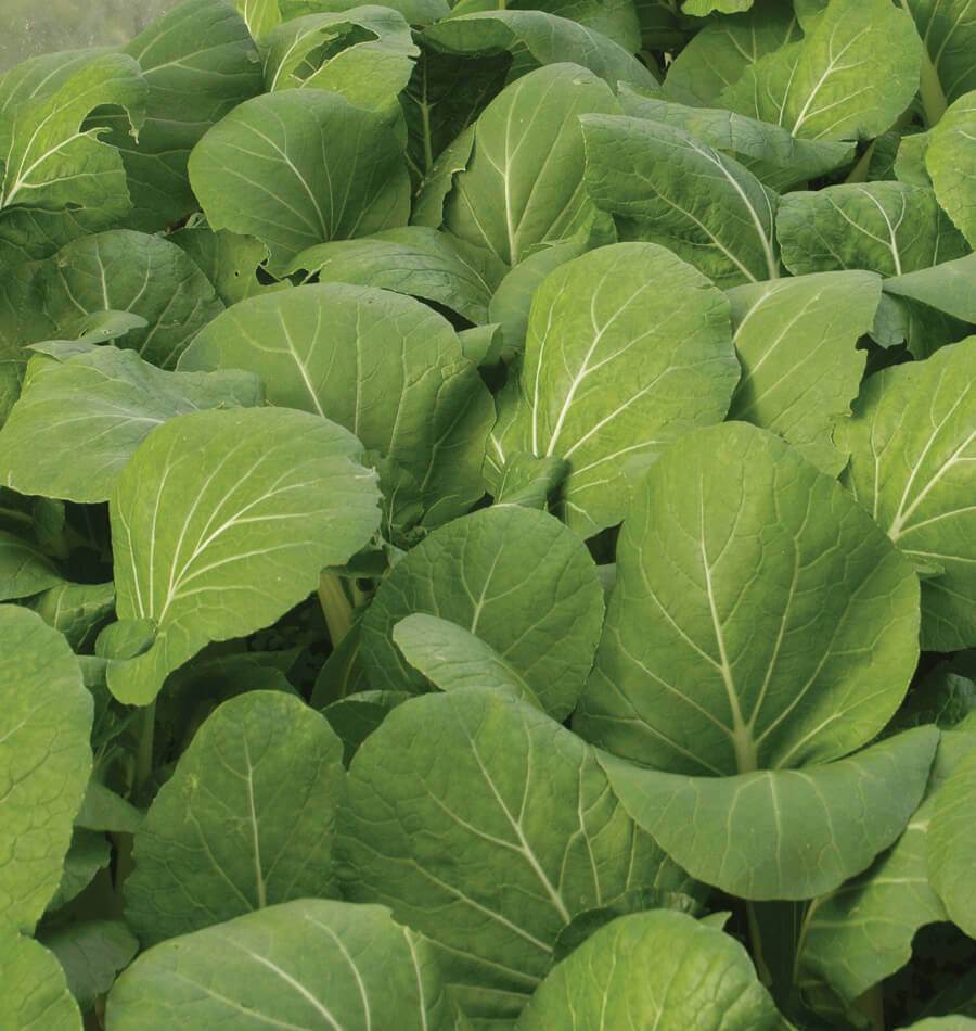 Kreative Green Komatsuna Mustard Spinach – Versatile Culinary Vegetable for Year-Round Growth 3