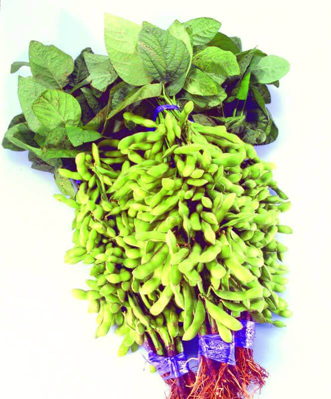 Kuro Black Soybean Seeds – Non-GMO Early Maturing Variety with High Antioxidants for Easy Harvesting 1