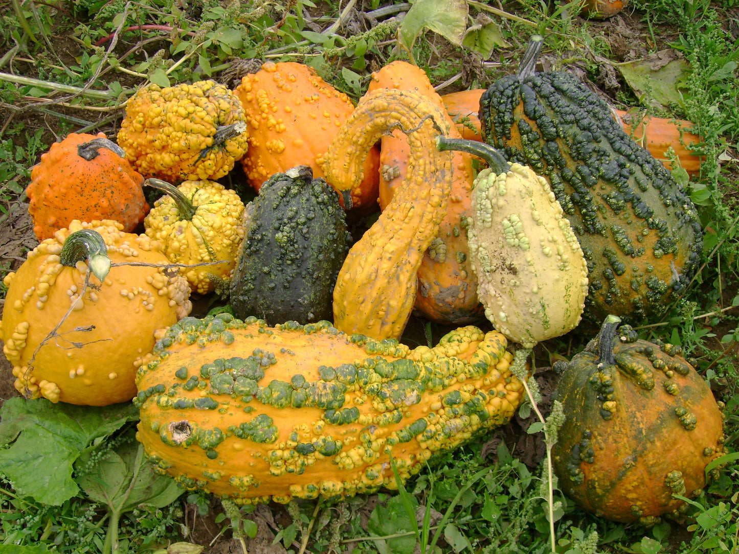 Lively Decorative Gourds – Unique Warty Shapes for Long-Lasting Seasonal Decoration 1