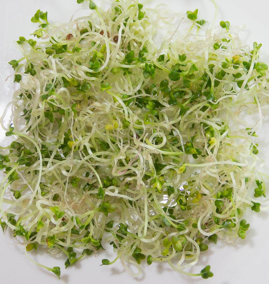 Mighty Brown Mustard Organic Seeds – Fast-Growing Nutrient-Rich Sprouts 0