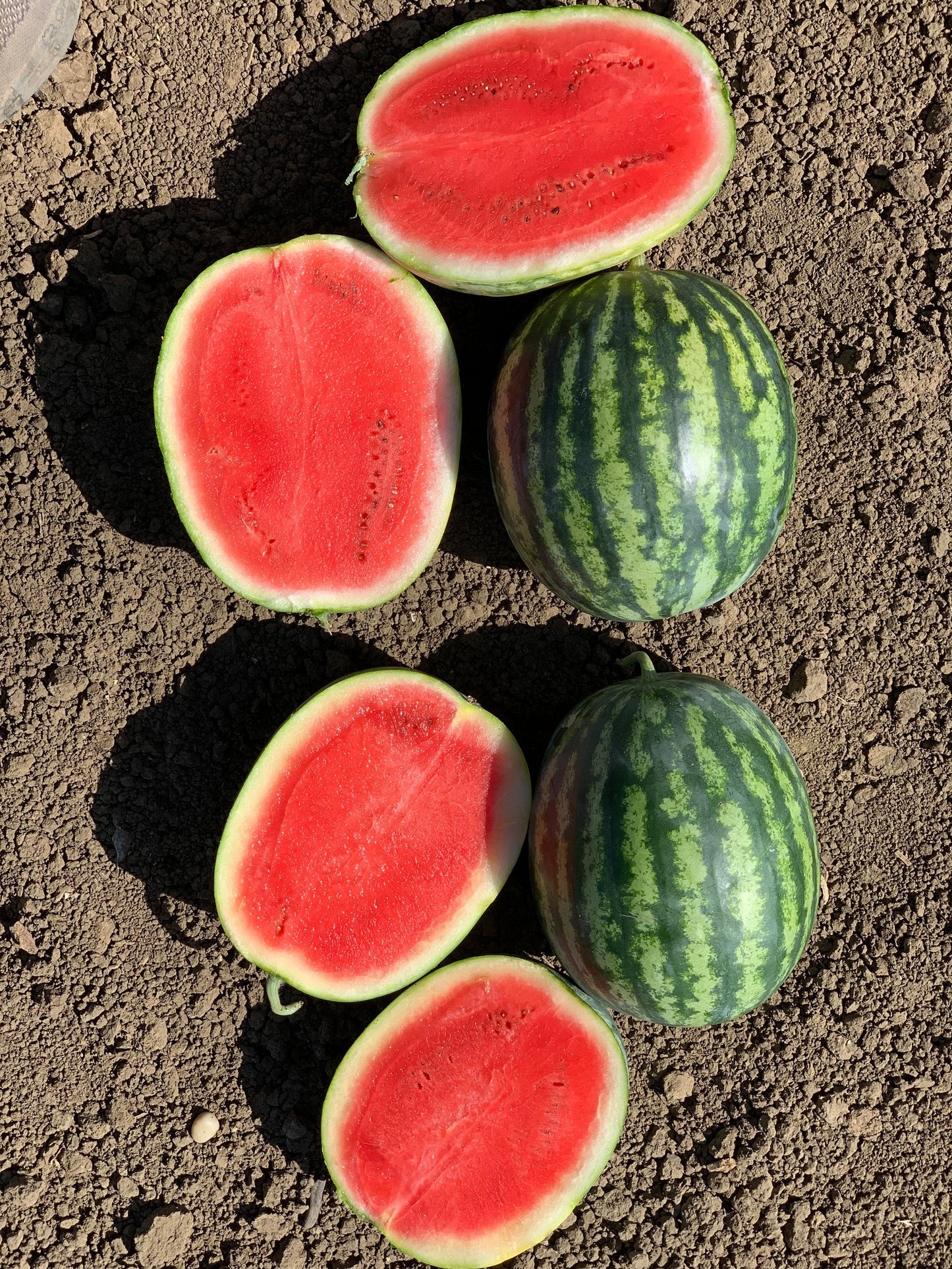 Mighty Mini Mike F1 Gardeners Fruit – High Yielding Sweet Watermelon Delight 7