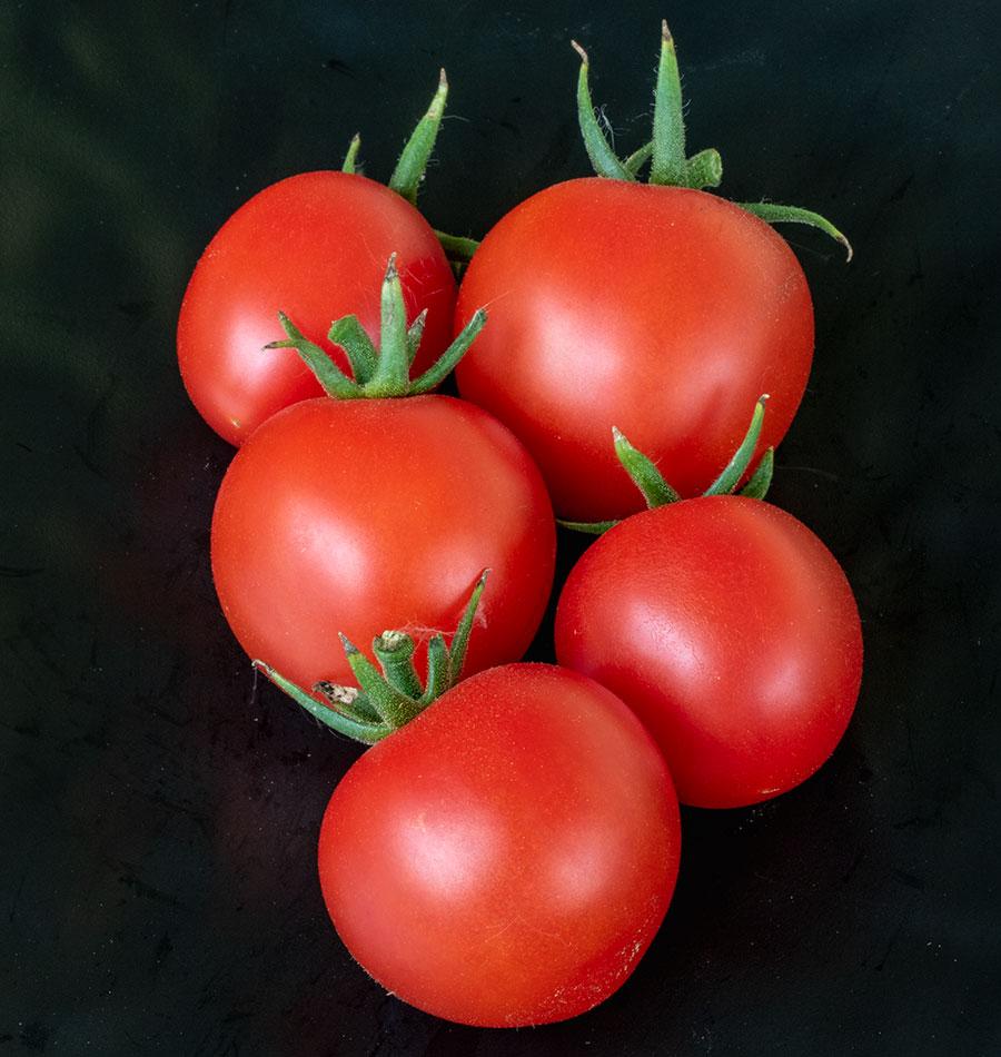 Mighty Mountain Magic Tomato Seeds – High-Yielding Disease-Resistant Hybrid Variety 1