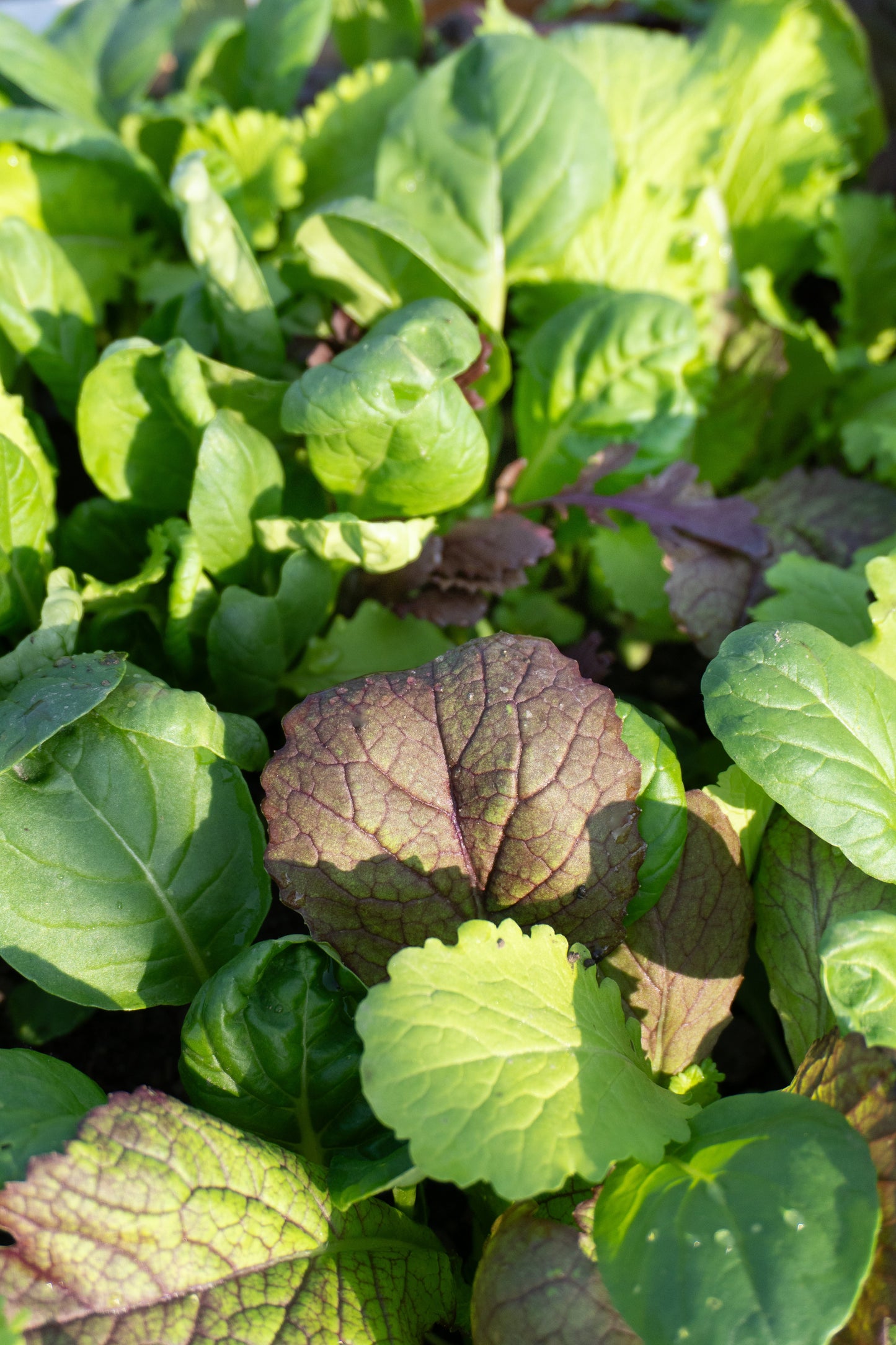 Mighty Mustard Greens Blend Vegetable Seeds – Easy To Grow For Fresh Salads And Stir-Fries 3