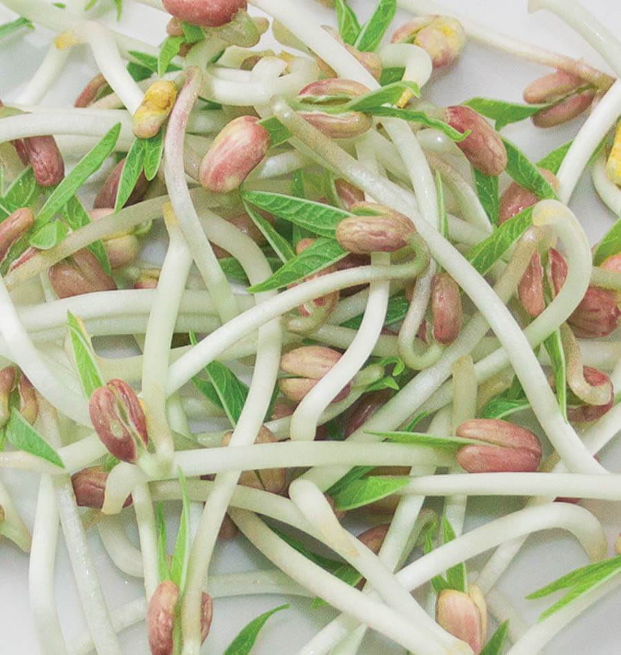 Mighty Organic Mung Beans Health Enthusiasts Sprouting Seeds – Nutrient-Rich Superfood for Salads and Stir-Fries 0