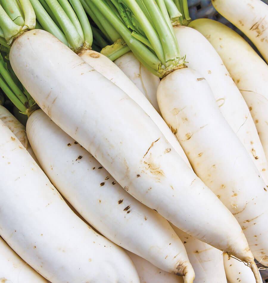 Miyashige Daikon Radish Seeds – Large White Roots With Excellent Flavor For Fall And Winter Harvests 0