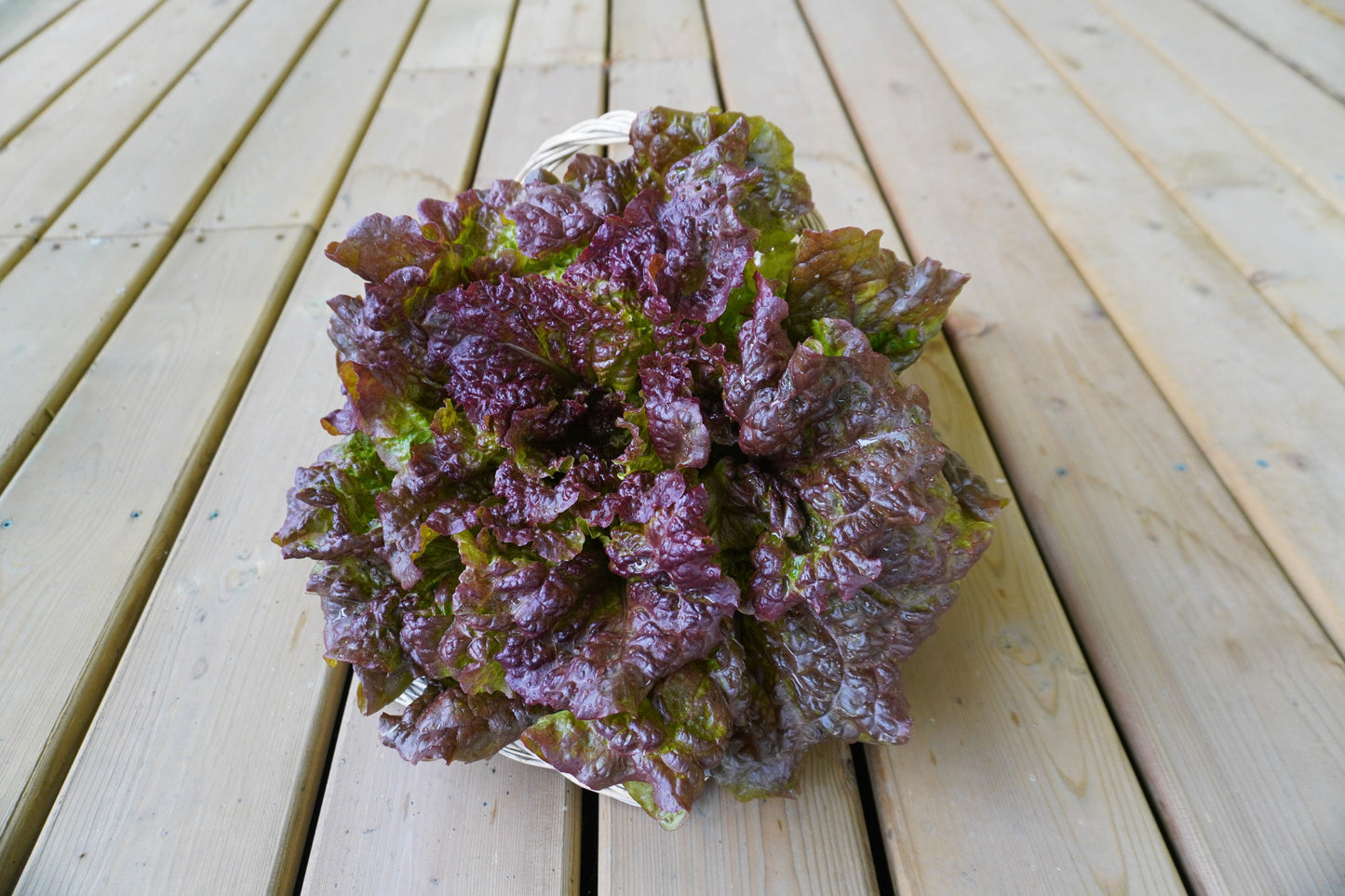 Nina Organic Red Leaf Lettuce – All-Season Growth with Rich Color and Flavor 5