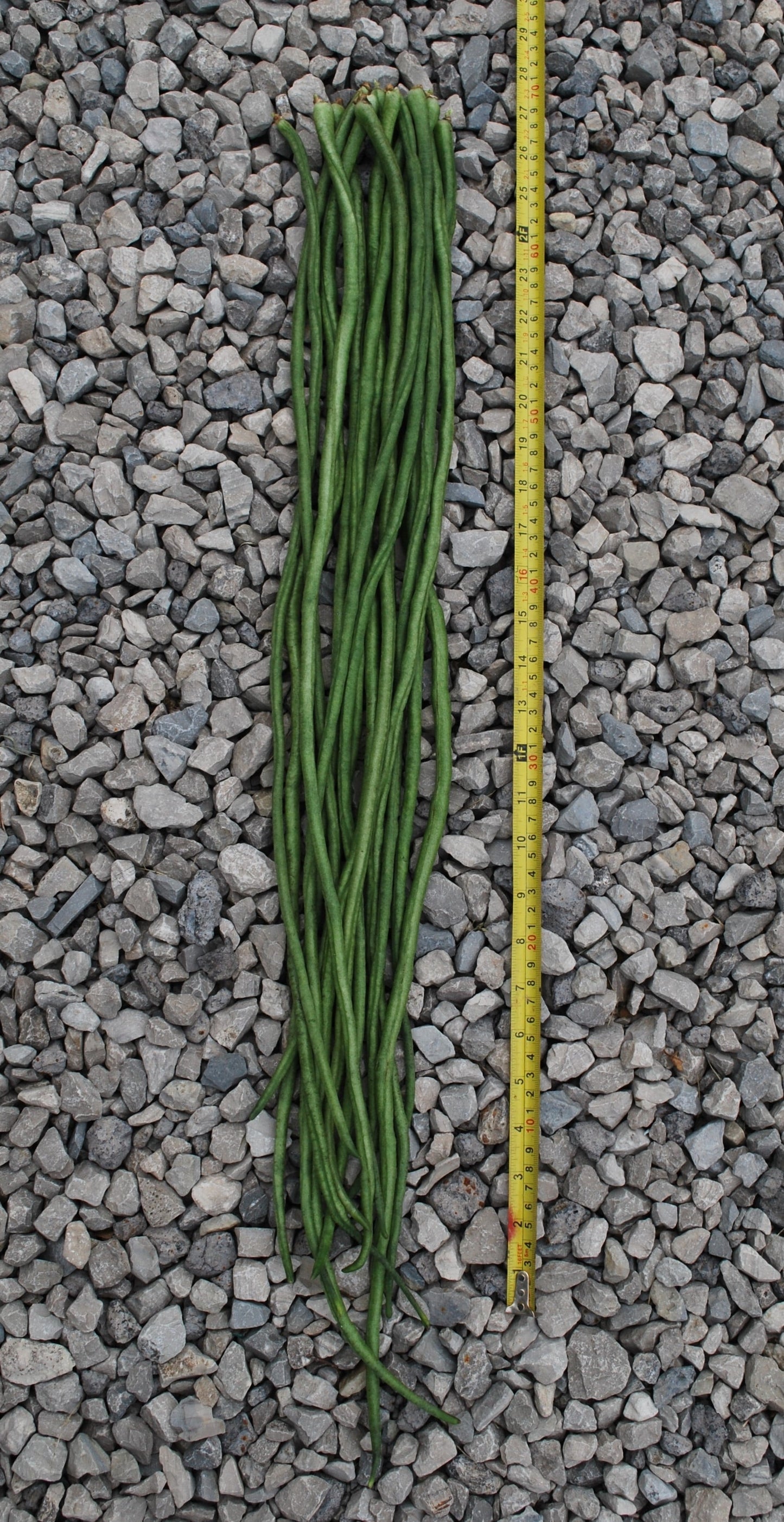 Noodle King Garden Seeds – Fast-Maturing Asparagus Bean for Short Seasons, Perfect for Stir-Fries and Steaming 1