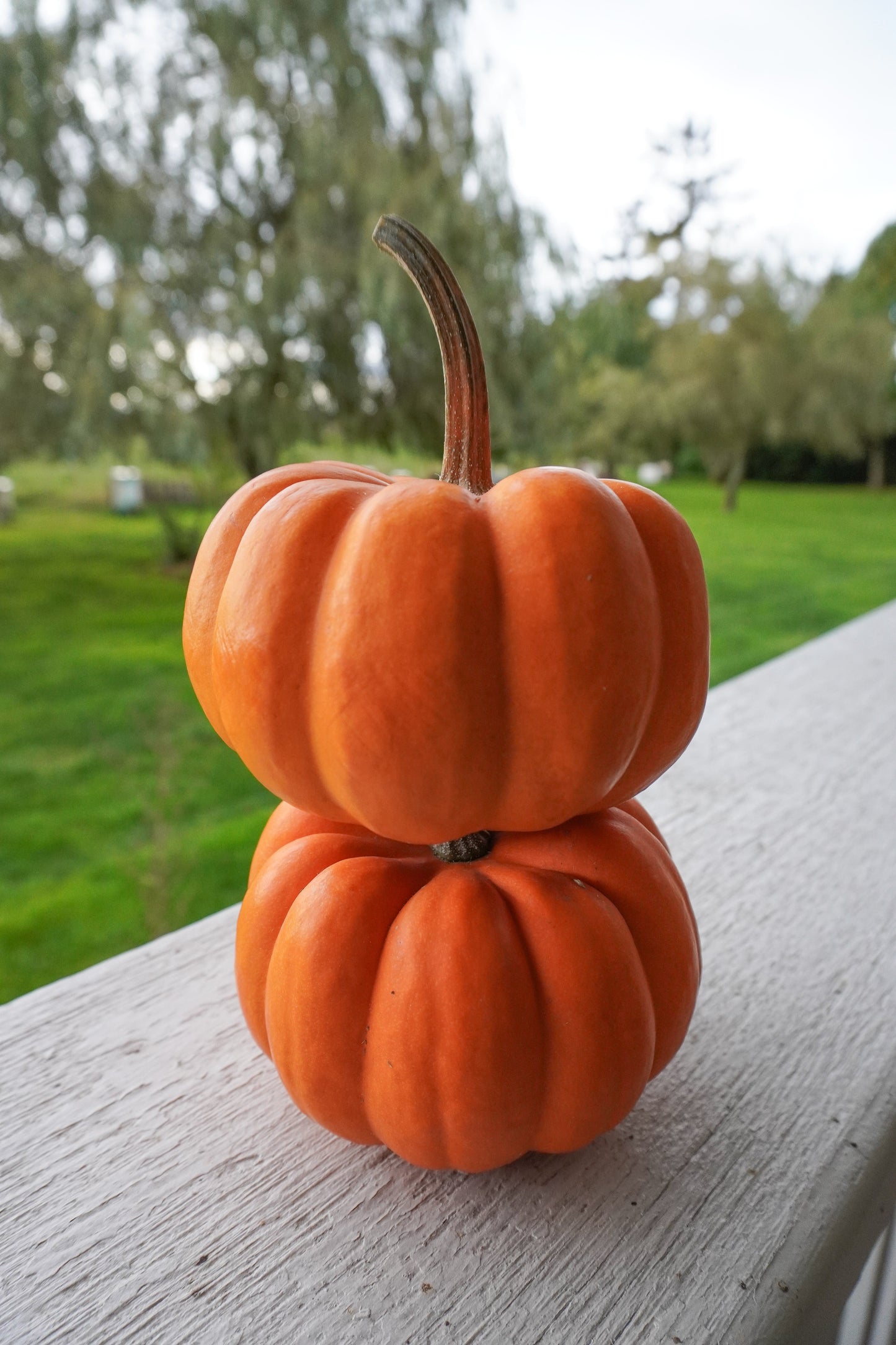 Oriana Mini Ribbed Orange Pumpkins – Charming Outdoor Pumpkin Decor for Fall Displays 4