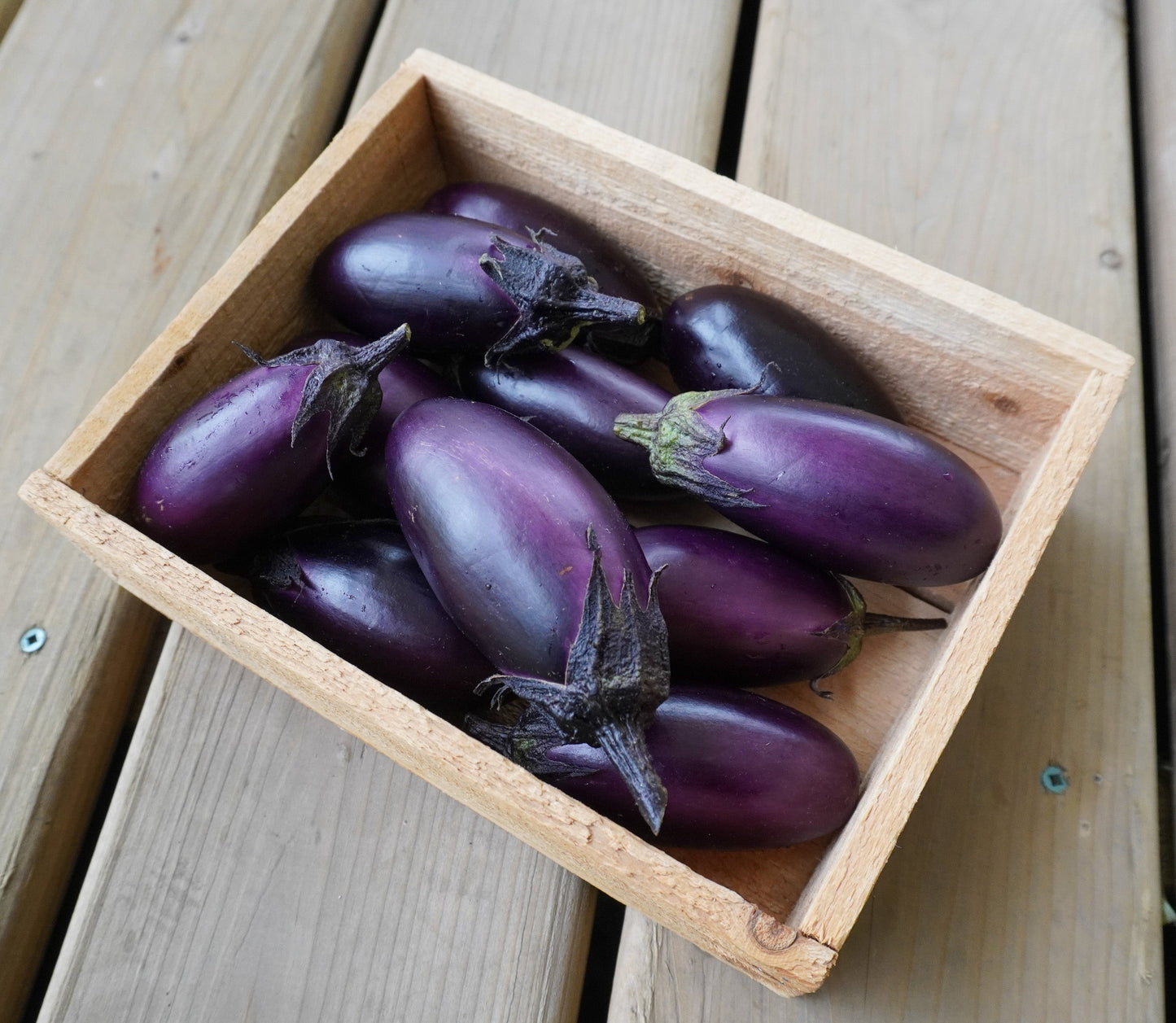 Pablo Urban Gardeners Mini Eggplant – Compact Container Plant with Vibrant Purple Flowers 1