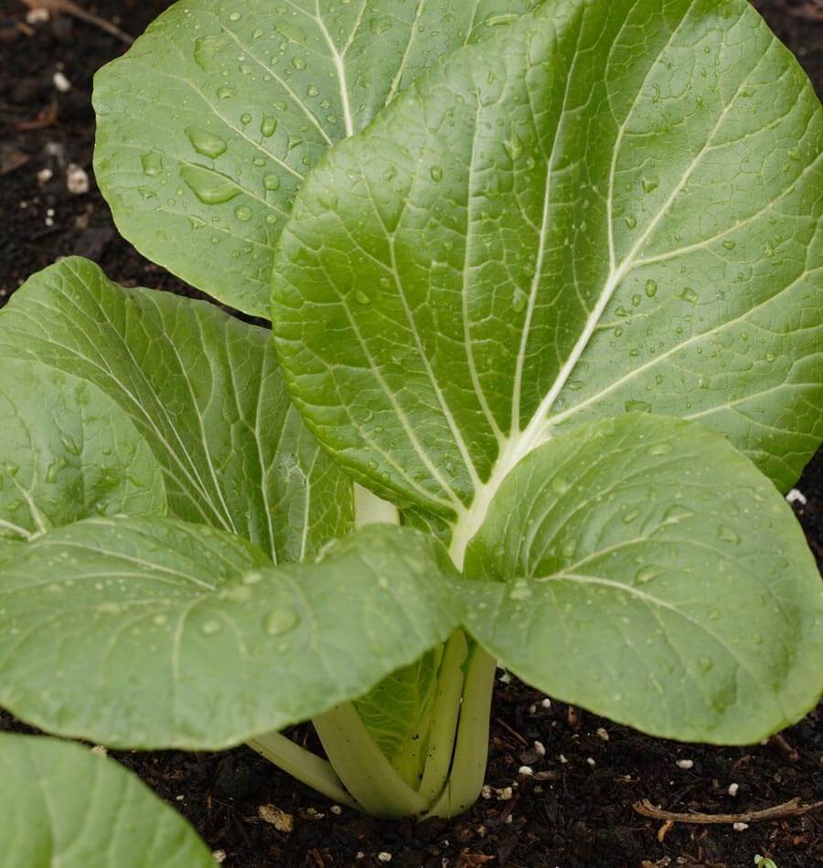 Penny Dwarf White Stemmed Pac Choi – Versatile Vegetable for Salads and Stir-Fries 2