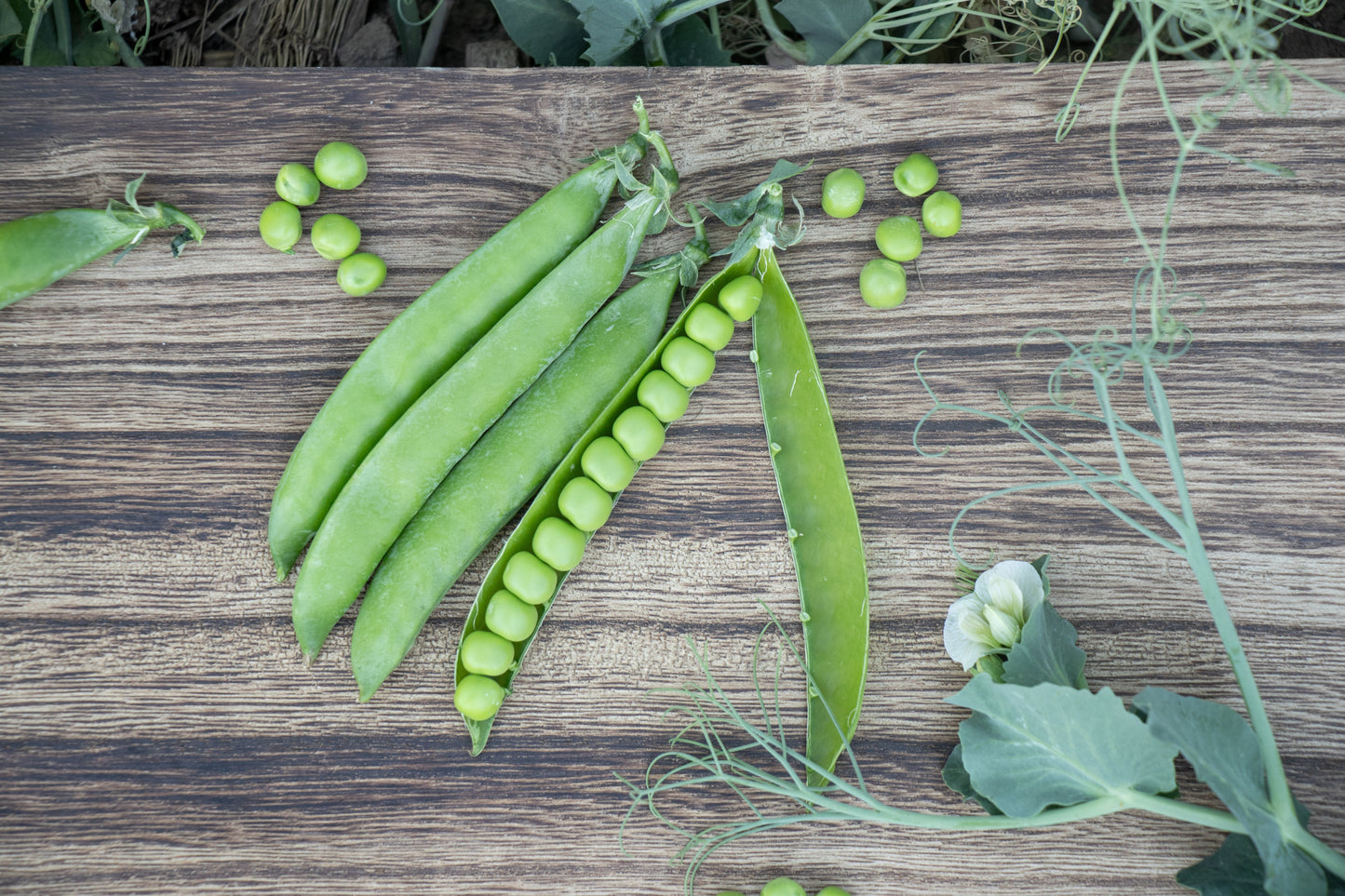 Penny Organic Shelling Peas – High Yielding Edible Tendrils for Delicious Harvests 3