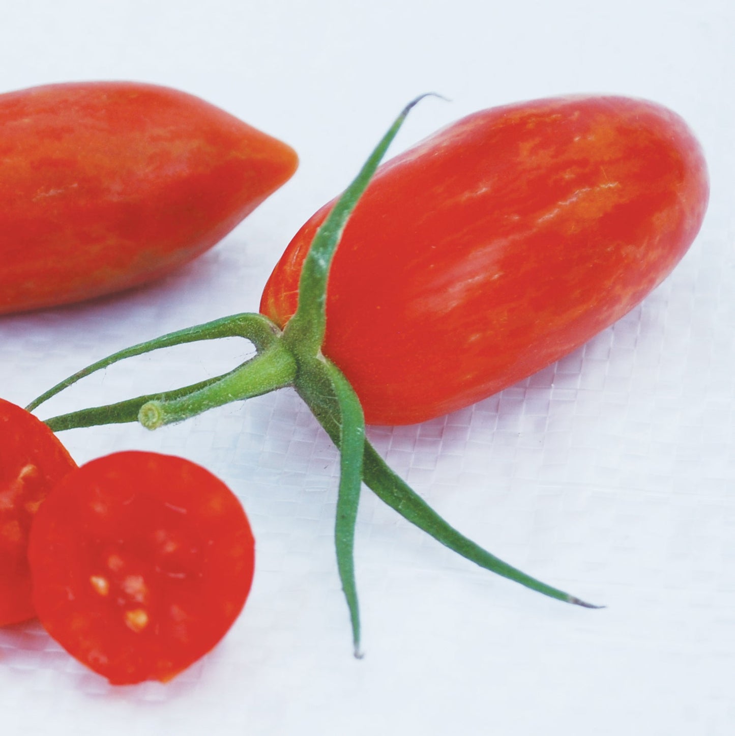 Pine Organic Tomato Seeds – Sweet Compact Variety for Quick Home Garden Harvests 1