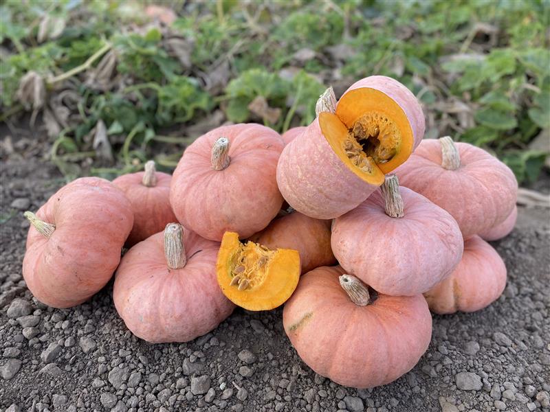 Pinky Winter Squash – Unique Salmon Pink Edible Fruit with Exceptional Flavor for Cooking and Decorating 0