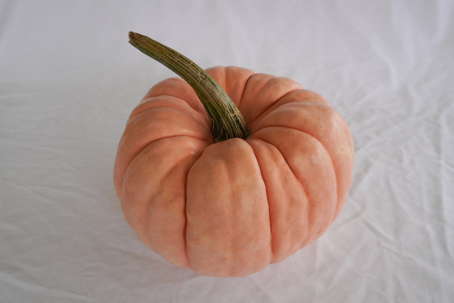 Poppy Garden Edible Pumpkin – Beautifully Ribbed Design for Stunning Stacked Displays 2