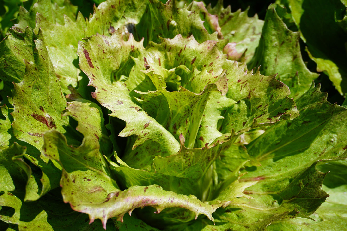 Precocissimo Early Green Lettuce – Compact Heads for Mild Flavor 3