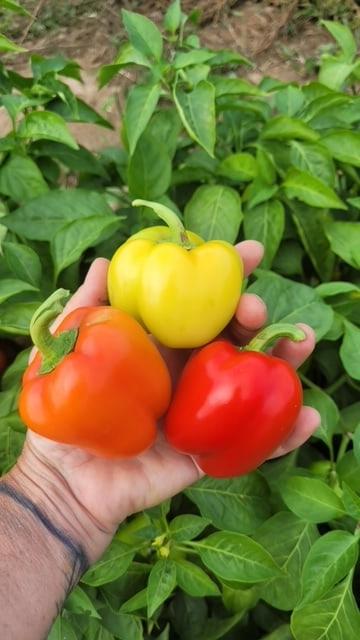 Prism Gardeners Mini Bell Peppers – Colorful High-Yielding Snack Size Variety for Home Gardens 2